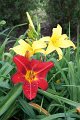 IMG_4373 (Large)
